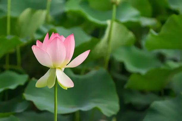Beautiful pink blooming lotus,flower and natural background