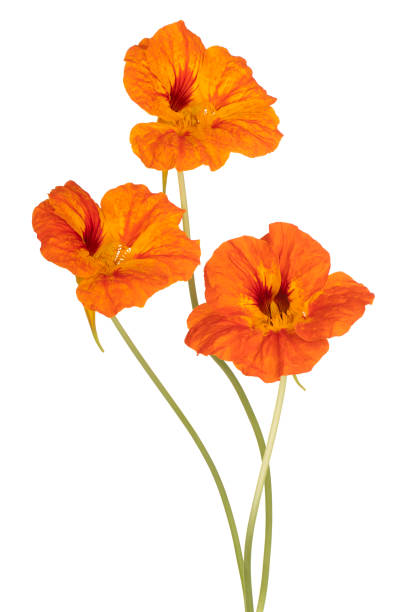 flower isolated Studio Shot of Orange Colored Nasturtium Flowers Isolated on White Background. Large Depth of Field (DOF). Macro. Close-up. nasturtium stock pictures, royalty-free photos & images