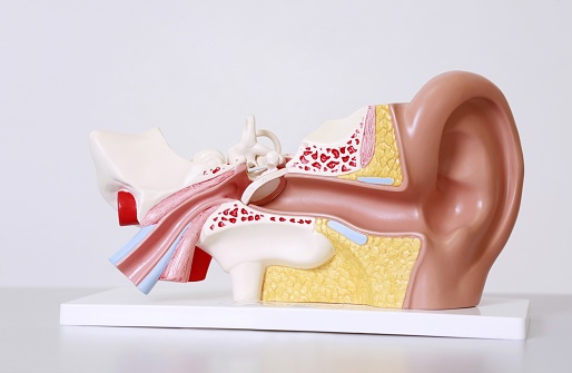 Medical ear model