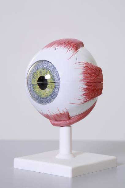 modelo de ojo médico - modelo anatómico fotografías e imágenes de stock