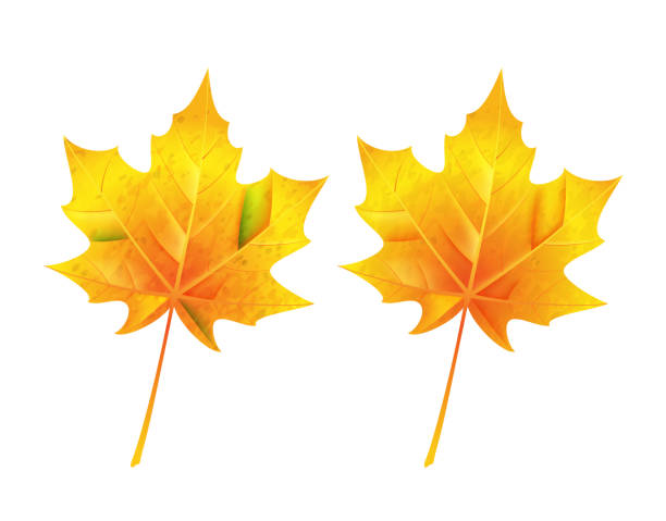 ilustrações, clipart, desenhos animados e ícones de folha de bordo em um fundo branco - maple leaf leaf autumn single object