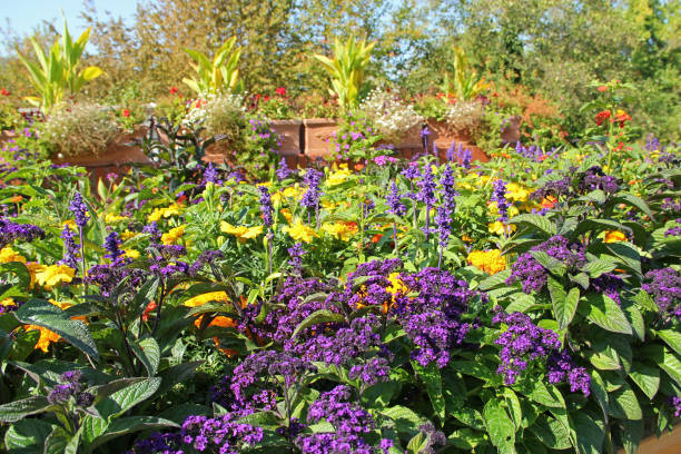 The vanilla flower is a beautiful balcony and bedding plant.