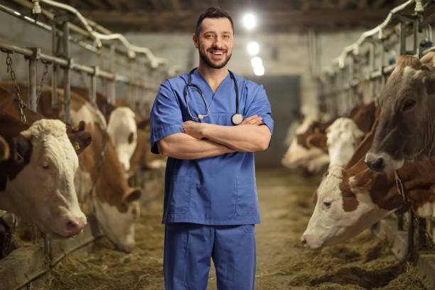 ветеринар в синей форме - cattle shed cow animal стоковые фото и изображения