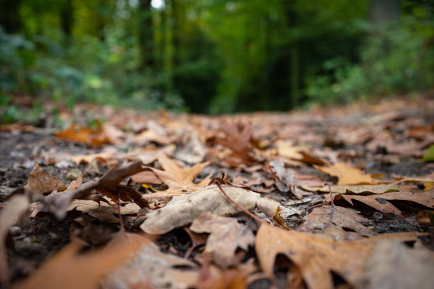istock Forest trail covered with yellow autumn leaves. 1254754324