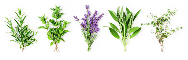 Rosemary, mint, lavender, sage and thyme collection Rosemary, mint, lavender, sage and thyme collection. Creative banner with fresh herbs bunch on white background. Top view, flat lay. Floral design. Healthy eating and alternative medicine concept healthcare fitness and herbal medicine banner set stock pictures, royalty-free photos & images