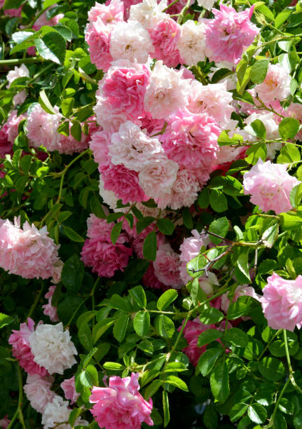 istock pink rose on green background 1254754566