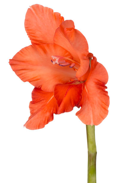 kwiat izolowany - gladiolus orange flower isolated zdjęcia i obrazy z banku zdjęć