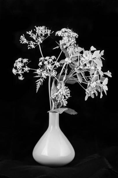 istock Wild flowers on black background 1254757017