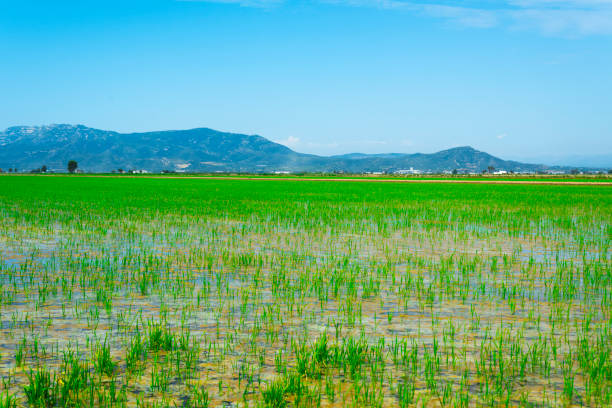 a view of a flooded paddy field in the Ebro Delta in Deltebre, Catalonia, Spain