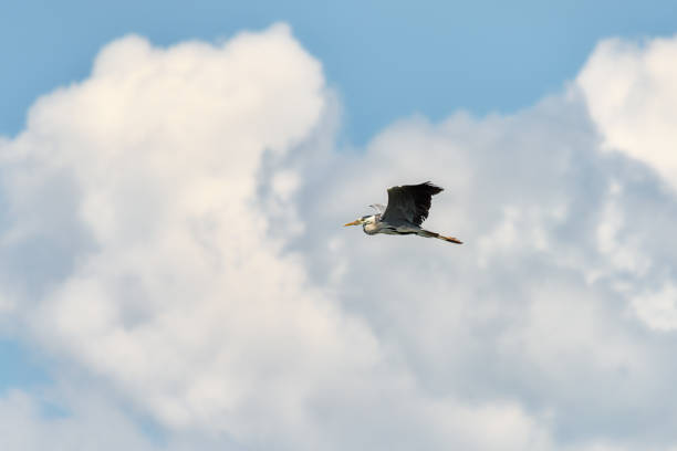 A Great Blue Heron Flying. A beautifully large wading bird flying high through the sky.