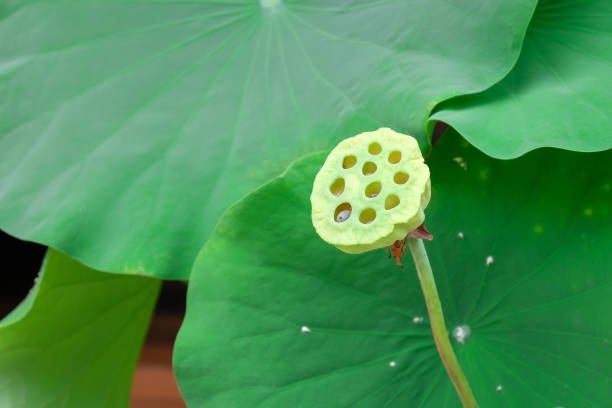istock Lotus seed with green lotus leave background. 1254758083