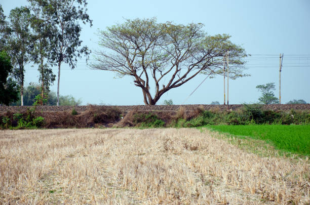 istock treescape at rural west bengal india 1254758521