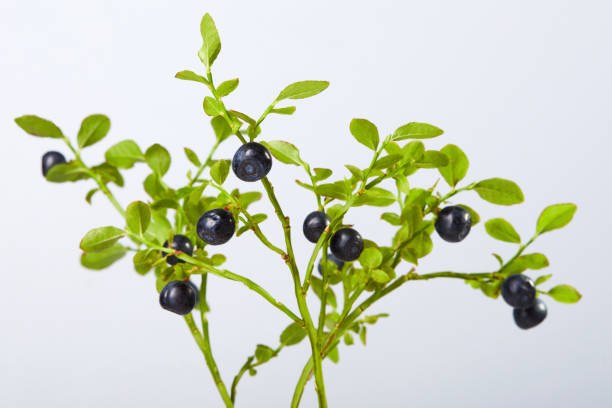 istock Twig of fresh blueberries on white 1254759327