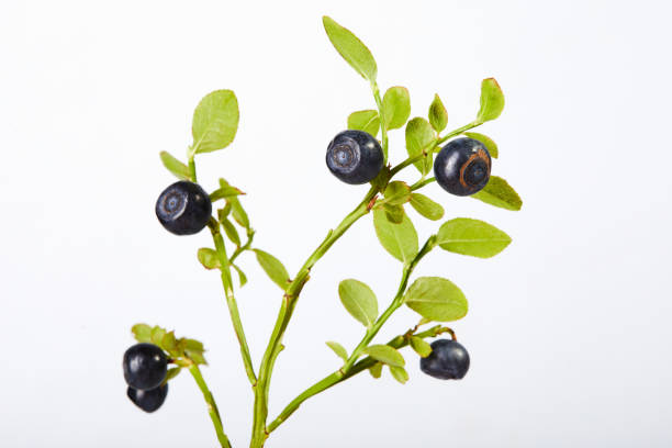 istock Twig of fresh blueberries on white 1254759346