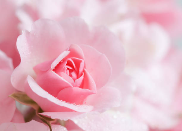 istock Beautiful pink rose with water drops. Can be used as background. Soft focus. Romantic style 1254760332