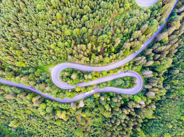 istock Curvy road in green forest 1254760892