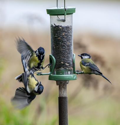 Three Great Tits (Parus major) at a Sunflower Seed feeder. One bird is pushing another off a perch. Movement in the displaced bird.