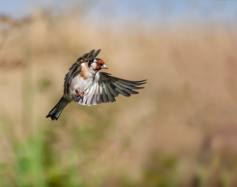 European Goldfinch, Carduelils carduelis, in flight, against a defocussed, natural late summer / early morning background.