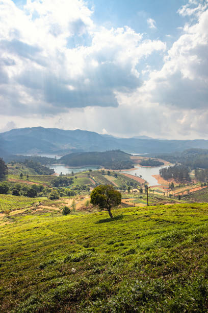 Tea Gardens Tea gardens overlooking a lake under the cloudy sky in coonoor tamil nadu landscape stock pictures, royalty-free photos & images