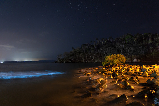 Phytoplanktons in Goa India