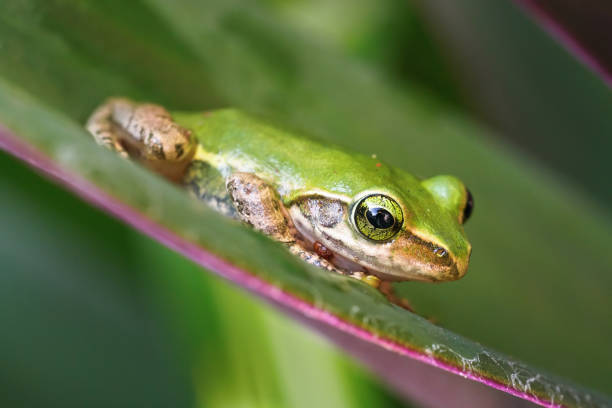 istock Small Madagascar green tree frog resting on green leaf, closeup detail 1254762966