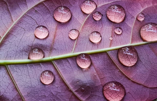 During the rainy it rains on the young leaves and the light is reflected.