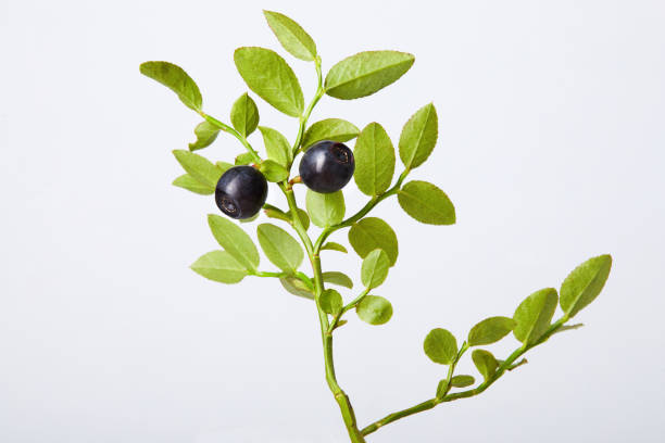 istock Twig of fresh blueberries on white 1254764013
