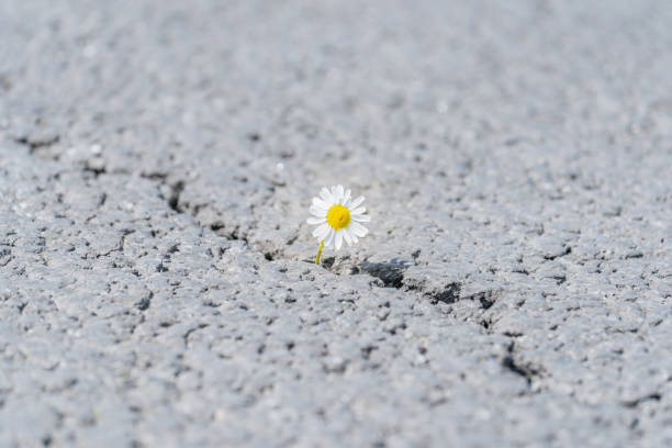 istock beautiful daisy grows through a crack in the asphalt 1254766724