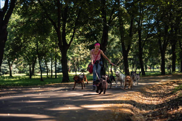 istock Fun with group of dogs 1254766766