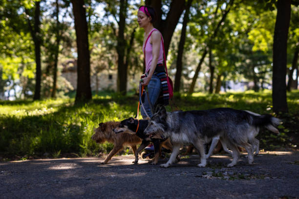 istock Morning ride with group of dogs 1254767350