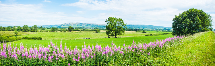 Panorama of Willowherb and fields on a summer day UK