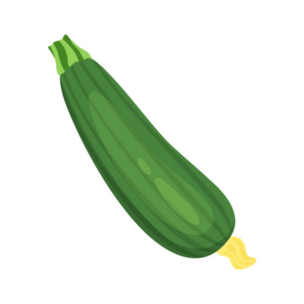 zucchiny isoliert auf weißem hintergrund, vektor-illustration - zucchini stock-grafiken, -clipart, -cartoons und -symbole