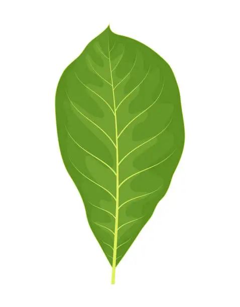 Vector illustration of walnut leaf isolated on white, vector illustration