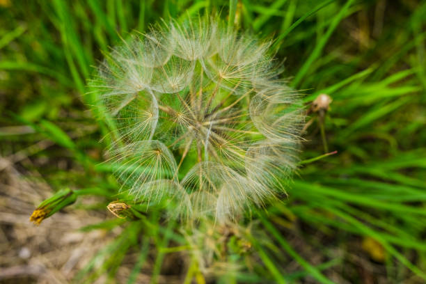 istock Tragopogon, goatsbeard or salsify is like a huge dandelion flower. 1254768253