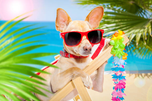 istock dog summer holiday vacation 1254771271