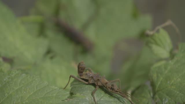 Stick insect (Phasmatodea) close up macro portrait