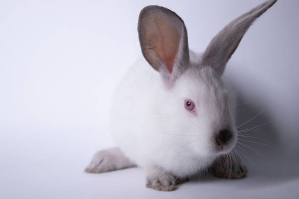 istock white rabbit, bunny with red eyes on a white background. Isolated. Copy space. 1254772935