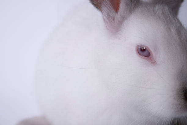 white rabbit, bunny with red eyes on a white background. Isolated. Copy space. High quality photo