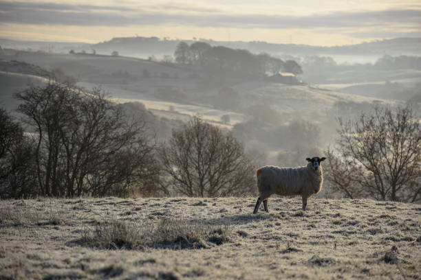 istock Sheep in the frozen valley 1254773157