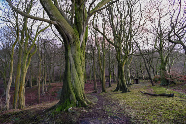 istock Winter woodland 1254773170