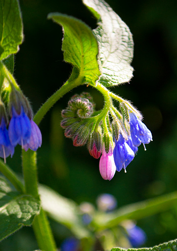 Comfrey (Symphytum officinale) flowers of a used in organic medicine