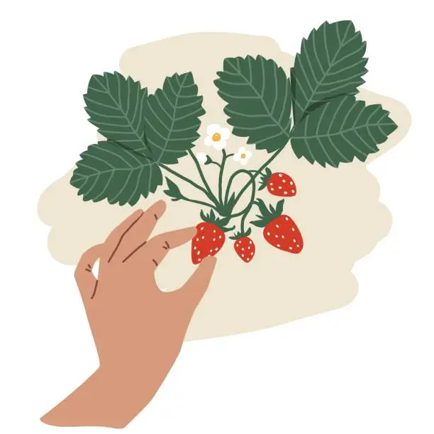 Vector illustration of Bush with strawberries. Mans hand picking berries