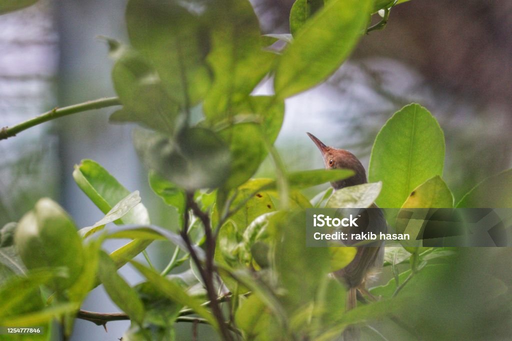 Tuntuni Bird Bangladesh Stock Photo - Download Image Now - Animal Wildlife,  Bangladesh, Beauty - iStock