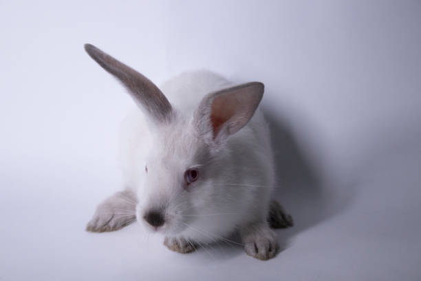 istock white rabbit, bunny with red eyes on a white background. Isolated. Copy space. 1254777931