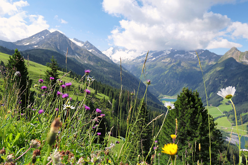Alpine flowers in landscape of high taunern mountain range in Tirol Austria. Wild Gerlos valley.