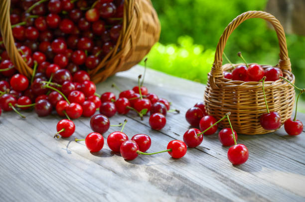 istock Ripe black cherries spilled from a wicker basket. 1254778994