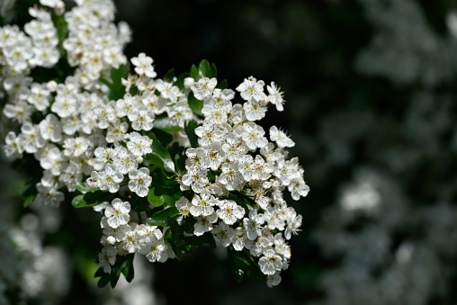 spring delicate white flowers of hawthorn