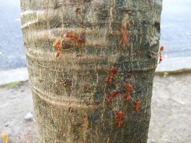 istock group of red ants on tree bark at daylight 1254779473
