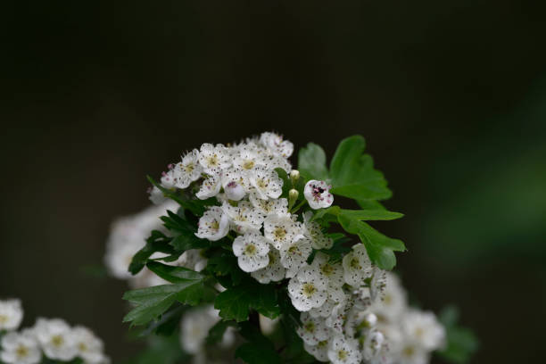 istock flowering white hawthorn flowers 1254779530