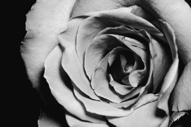 istock Close up black and white rose on black background, monochrome style 1254780424